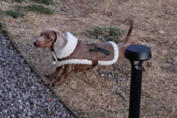 Bone Yard Doxies Brodie 2