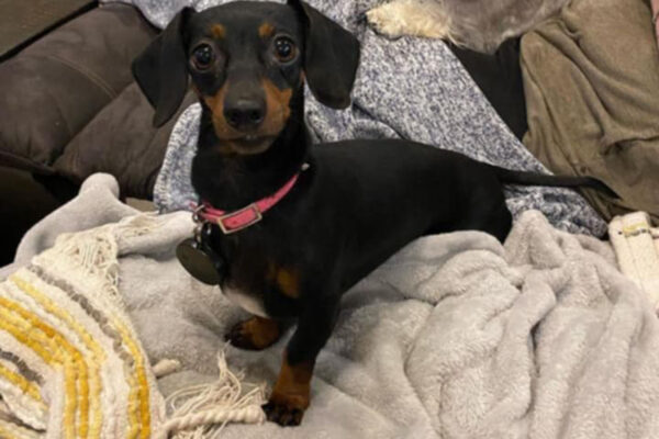 Bone Yard Doxies Freya 1