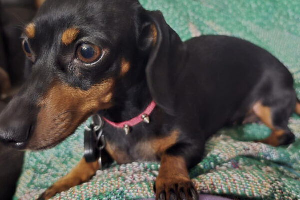 Bone Yard Doxies Freya 2