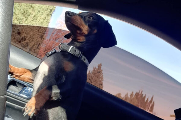 Bone Yard Doxies Freya 4
