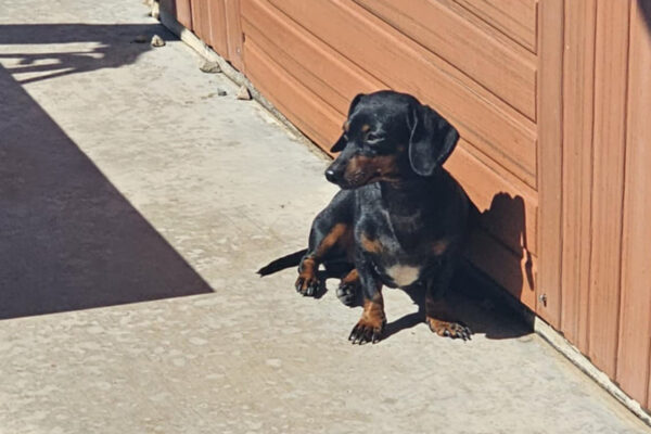 Bone Yard Doxies Freya 5
