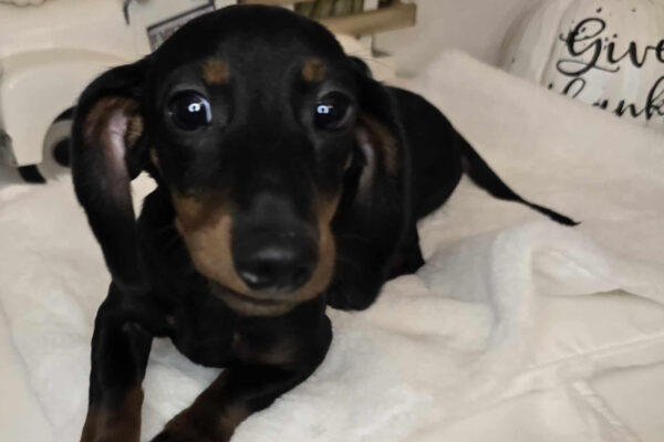 Bone Yard Doxies Freya 6