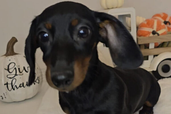 Bone Yard Doxies Freya 7