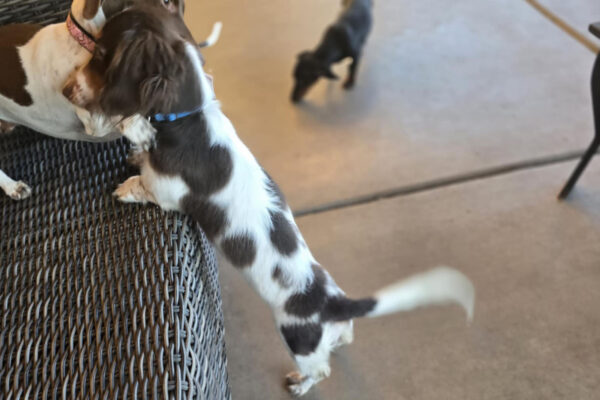 Bone Yard Doxies Titan copy