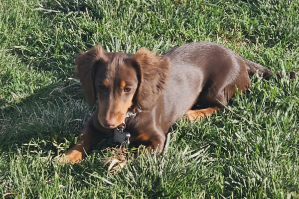 Bone Yard Doxies Willow 1