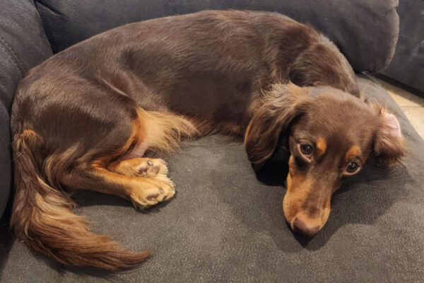 Bone Yard Doxies Willow 2