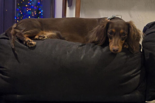 Bone Yard Doxies Willow 3