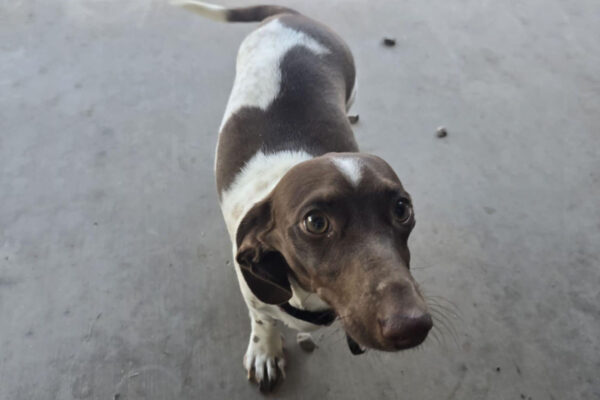 Bone Yard Doxies Ziggy 1