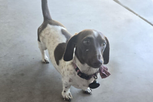 Bone Yard Doxies Ziggy 2