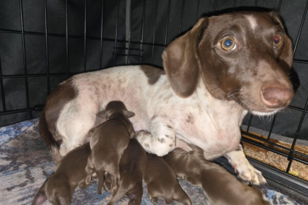 Bone Yard Doxies Ziggy 3
